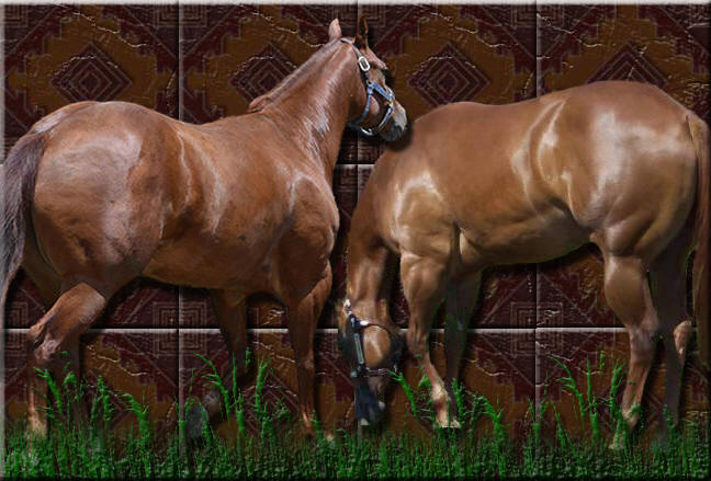Halter Horses